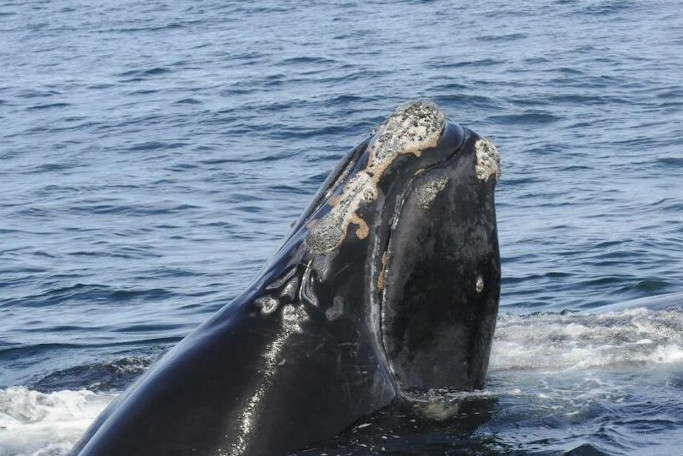 Étude des performances des systèmes acoustiques passifs pour la détection des baleines franches de l'Atlantique Nord dans le Golfe du Saint-Laurent et le détroit d'Honguedo