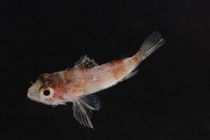Attraction acoustique de post larves de poissons